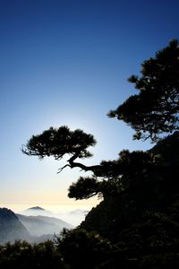 Silhouette tree against clear blue sky