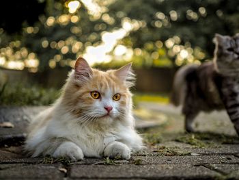 Close-up of cat looking away while sitting on footpath