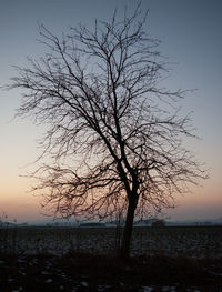 Silhouette bare tree on beach against sky during sunset