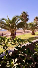 View of palm trees against clear sky