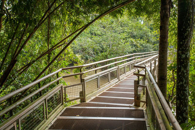 Footbridge amidst trees in forest