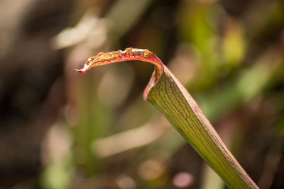 Close-up of plant against blurred background