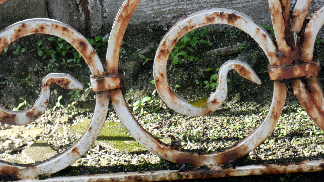 CLOSE-UP OF AN ANIMAL REPRESENTATION OF A RUSTY