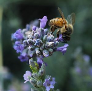 Close-up of bee on purple flower