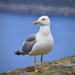 Seagull perching on rock