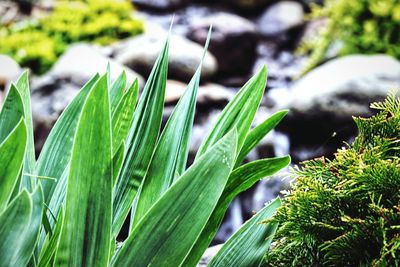 Close-up of fresh green plant