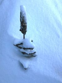 Close-up of bird on snow