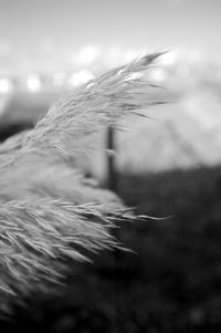 Close-up of feather on plant