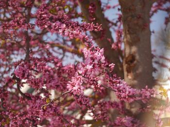 Close-up of pink cherry blossoms in spring