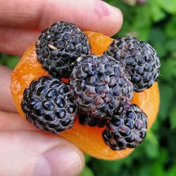 Close-up of hand holding fruit