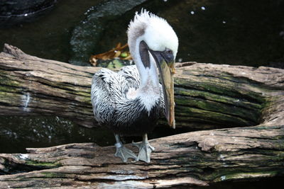 Close-up of pelican