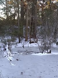 Bare trees on snow covered landscape