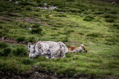 Sheep in a field