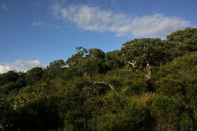 Trees growing on field against sky