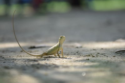 Close-up of chameleon on ground