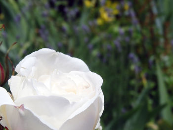 Close-up of white rose