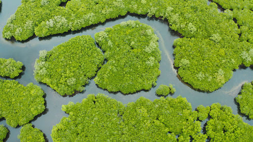 River in tropical mangrove green tree forest top view. mangrove jungles, trees, river. 