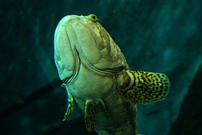 Close-up of turtle swimming in sea