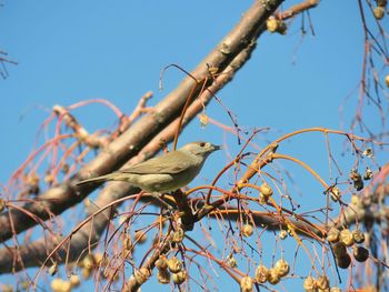 Low angle view of bird perching on branch against blue sky