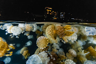 Close-up of jellyfish