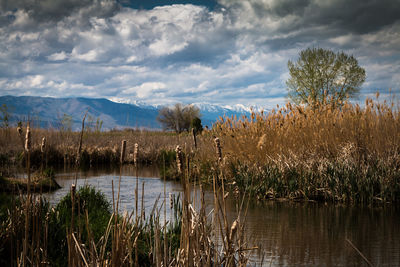 Grass growing by lake against sky