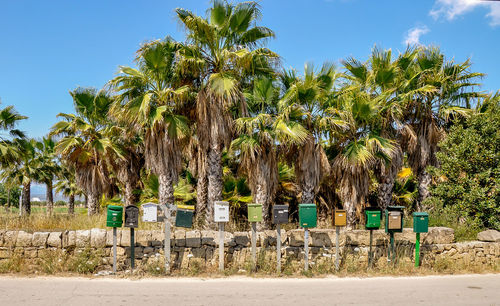 Palm trees with letterboxes by road against sky