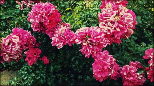 Close-up of pink flowers