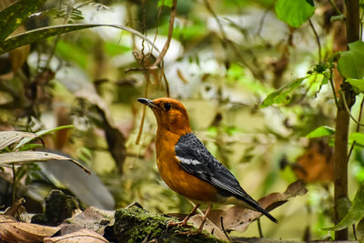 The orange-headed thrush is a bird in the thrush family.