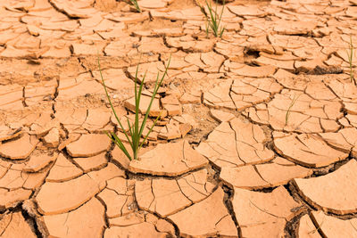 Close-up of cracked land