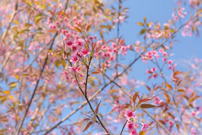 Low angle view of pink cherry blossoms