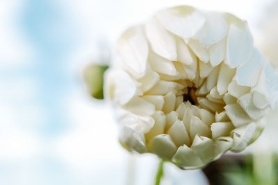 Close-up of white flowering plant