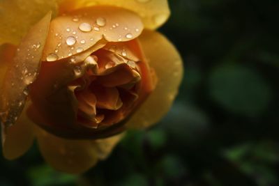 Macro shot of rose flower