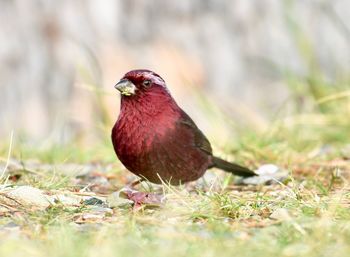 Close-up of bird perching on grass