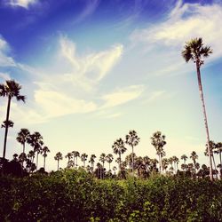 Low angle view of trees against sky