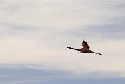 Low angle view of bird flying