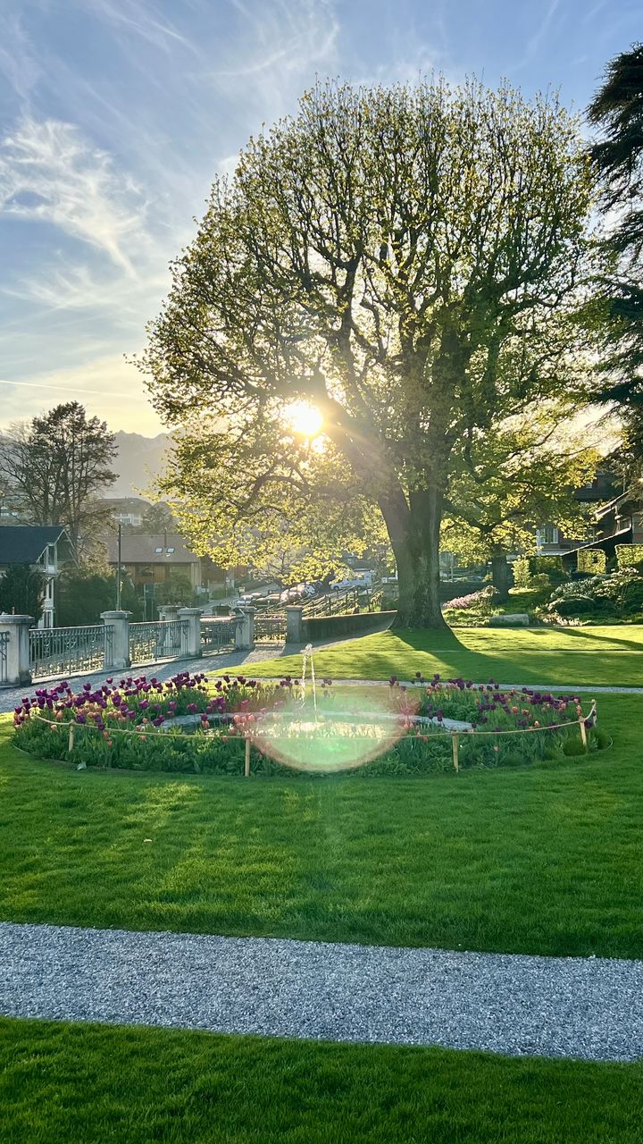 plant, grass, tree, nature, sky, sunlight, flower, park, lawn, green, park - man made space, sports, outdoors, reflection, no people, architecture, day, beauty in nature, landscape, growth, cloud, morning