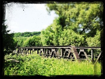 Trees on grassy field