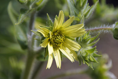 Close-up of yellow flowering plant