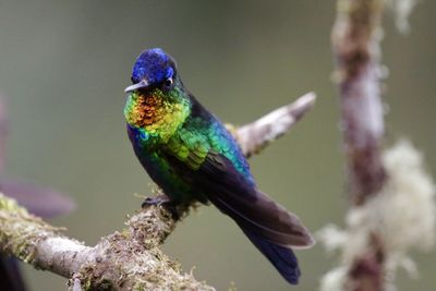 Close-up of bird perching on tree