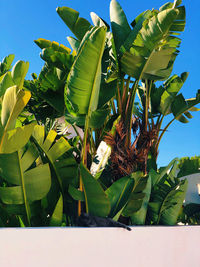 Close-up of green leaves on plant against sky