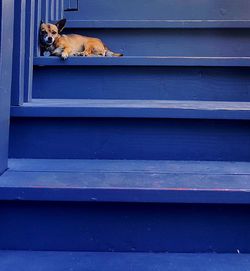 View of dog on the wall