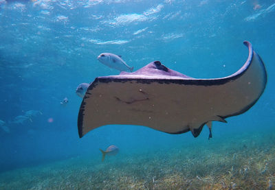 Fish swimming in sea