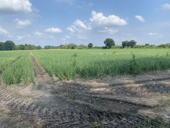 Scenic view of field against sky