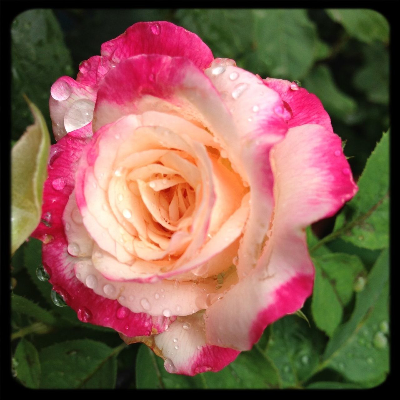 flower, petal, freshness, fragility, flower head, transfer print, rose - flower, beauty in nature, close-up, single flower, pink color, growth, drop, water, blooming, nature, wet, auto post production filter, focus on foreground, rose