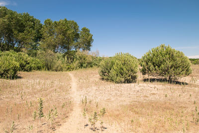 Trees on field against clear sky