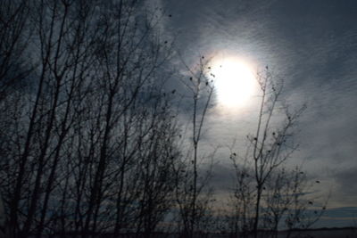 Low angle view of silhouette bare trees against sky