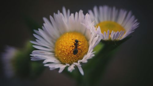 Close-up of insect on flower