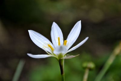 Close-up of white daisy flowers