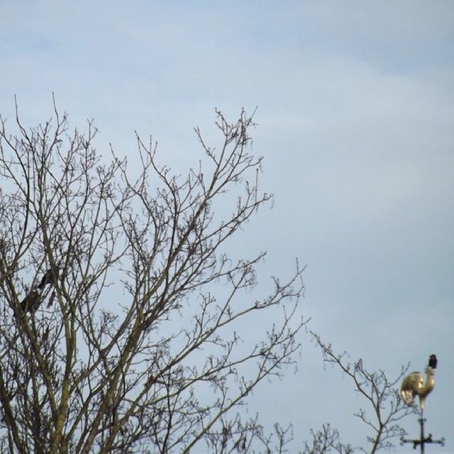 low angle view, bird, animal themes, animals in the wild, bare tree, wildlife, branch, perching, sky, tree, one animal, nature, day, beauty in nature, outdoors, no people, tranquility, clear sky, flying