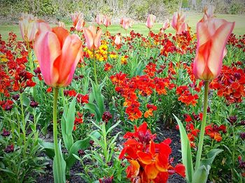 Red tulips blooming in field